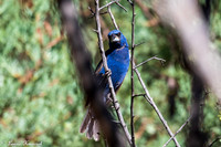 FtDavisLAK_2056