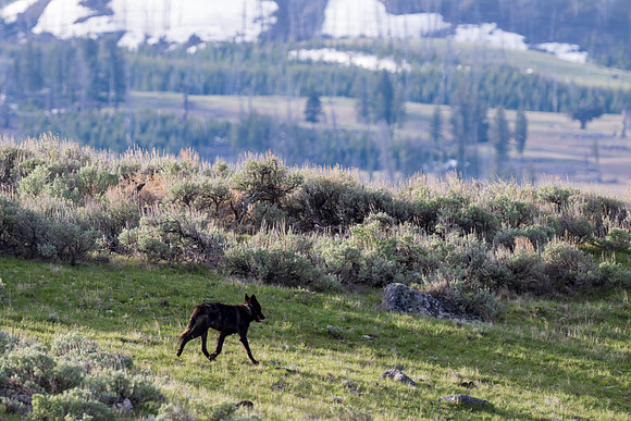 Yellowstone _MAK9757-Enhanced-NR