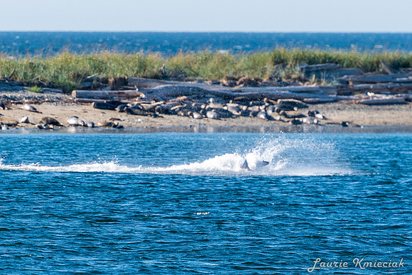 Nwhidby-LAK_5583
