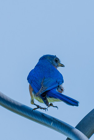 Eastern Bluebird_MAK7994-Enhanced-NR