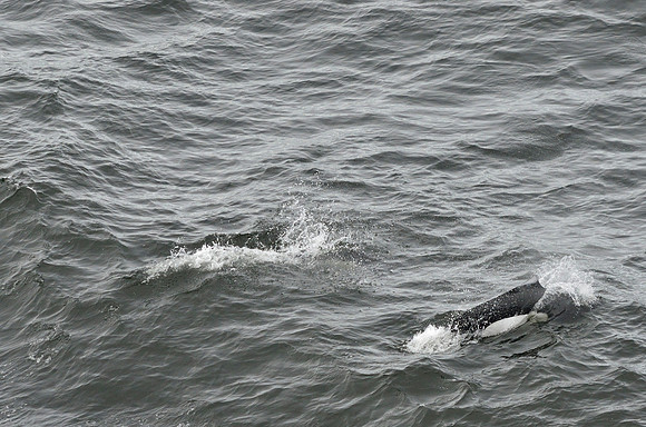 Unfortunately I only got 2 shots of the Orcas (Killer whales)