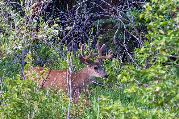 Rocky Mountain NP _MAK6969