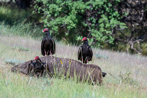 Davis Mountains State Park-8641