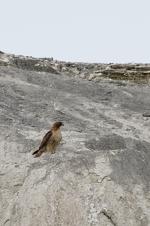 yellowstonetc-7490
