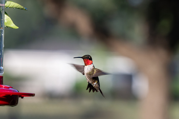 Hummingbird migration _MAK4008