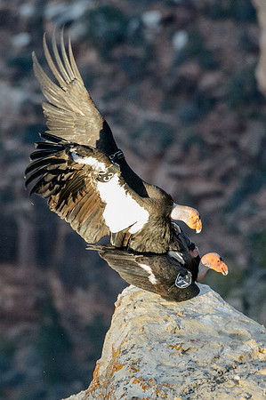 California Condors-MAK_7261