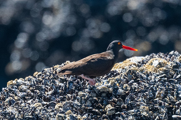 Cannon-Beach-LAK_1549