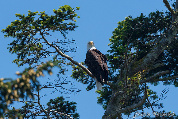 Nwhidby-LAK_3679
