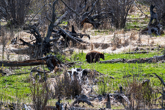 Yellowstone _MAK0468