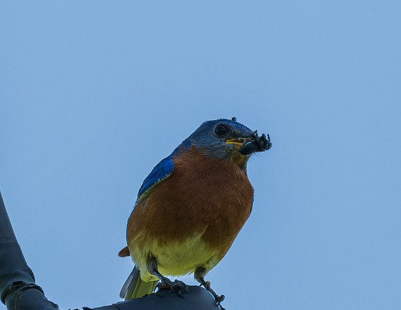 Eastern Bluebird_MAK7980-Enhanced-NR