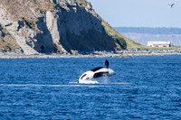 Orca T37A family-_MAK9587