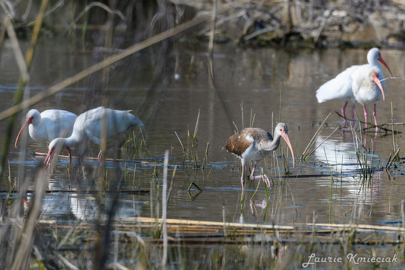 Santa Ana NWF-LAK_2195