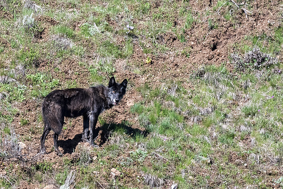 Yellowstone _MAK1576