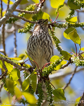 Birds-LAK_7398