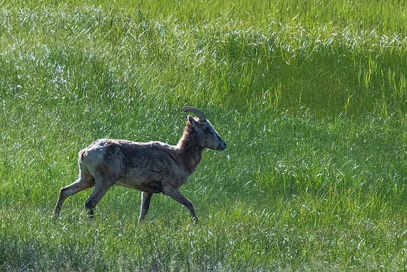 Rocky Mountain NP _MAK6310