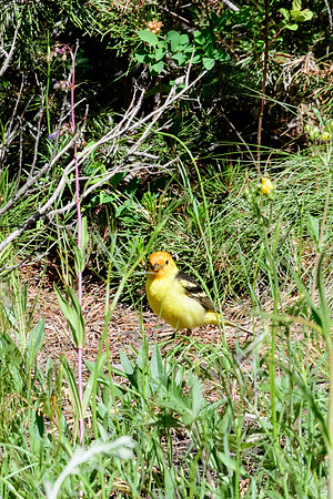 yellowstonetc-7781