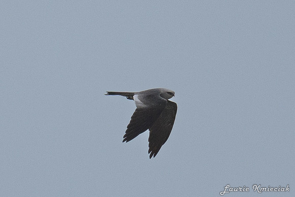 Lavon-LAK_6105