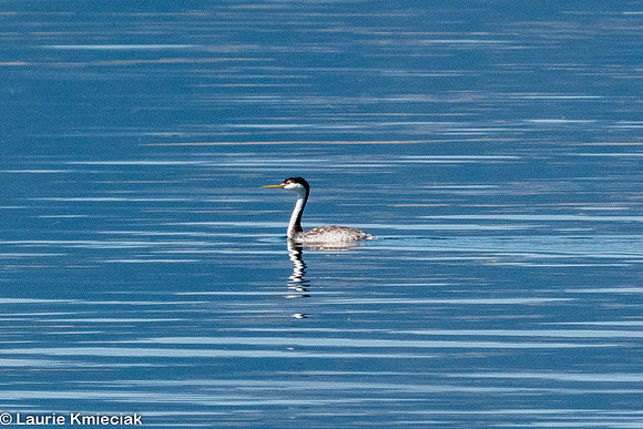 Ennis MT-LAK_0348