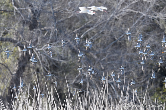 Santa Ana NWF-LAK_2119