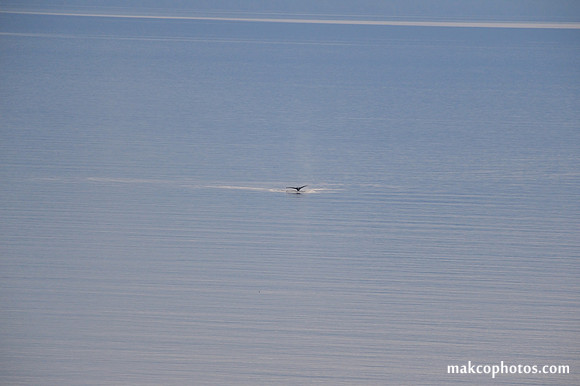 Alaska-2016-MAK_8466cc