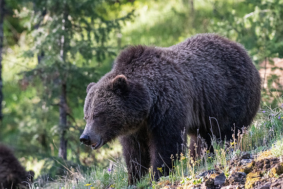 Yellowstone _MAK4312