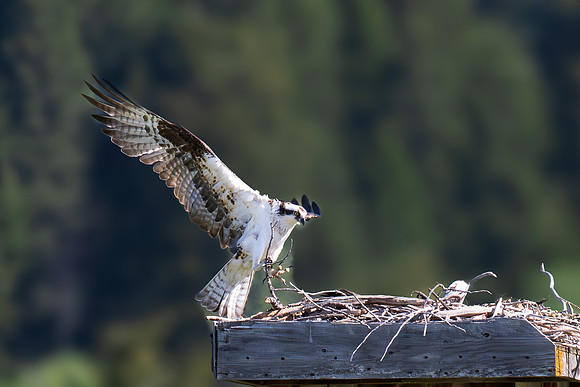Osprey _MAK6031-Enhanced-NR