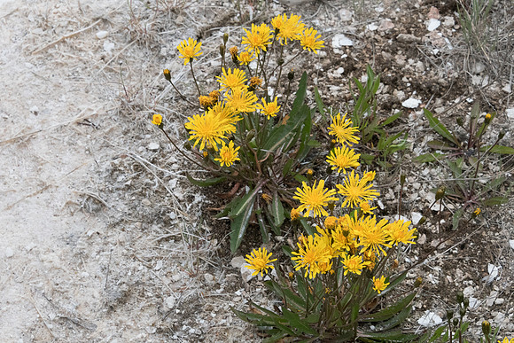 yellowstonetc-7150