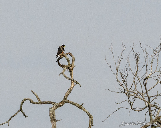 Santa-Ana-NWF-LAK_3797