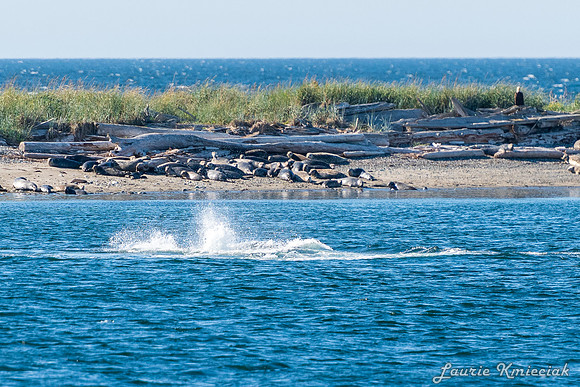 Nwhidby-LAK_5605