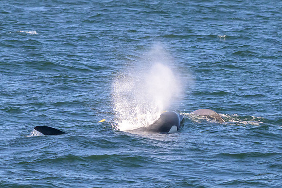 Orca T37A family-_MAK0045