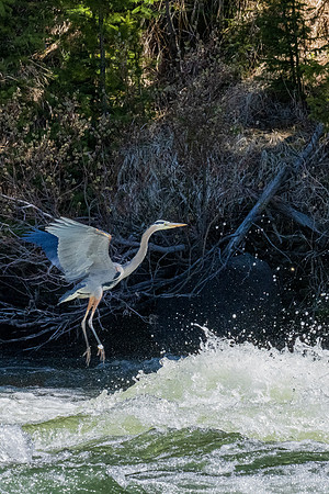 Yellowstone _MAK1826-Enhanced-RD