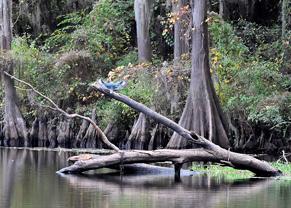 Caddo2016_LAK3241c