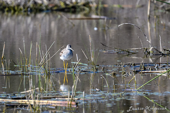 Santa Ana NWF-LAK_2152