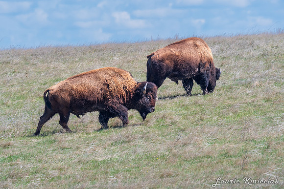 Badlands-LAK_6281