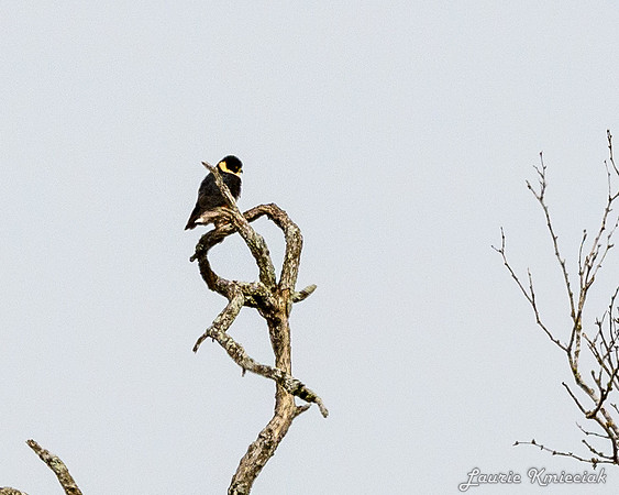 Santa-Ana-NWF-LAK_3817