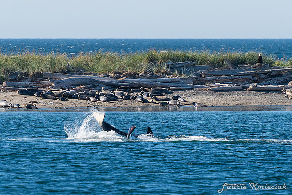 Nwhidby-LAK_5601