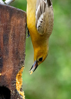 LAK_2360