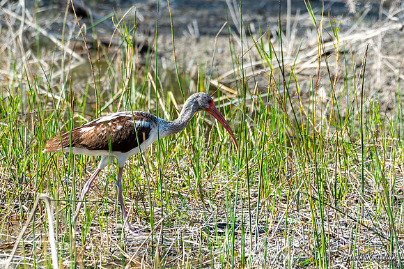 Santa-Ana-wildlife-MAK_2522