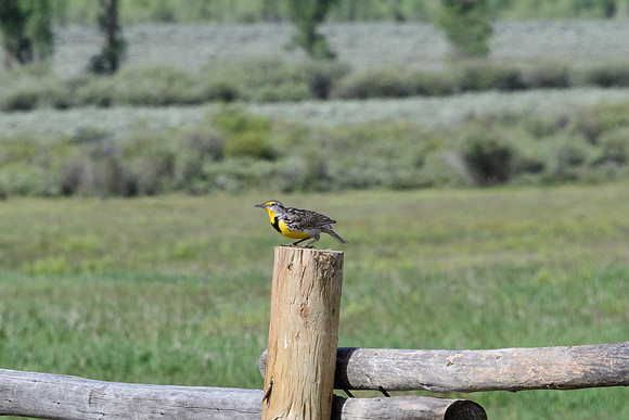 yellowstonetc-7887