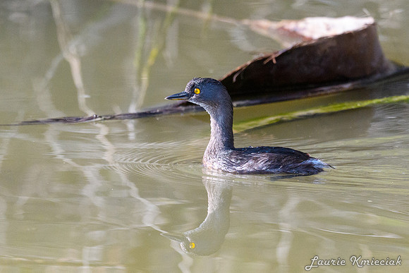 Santa Ana NWF-LAK_2079