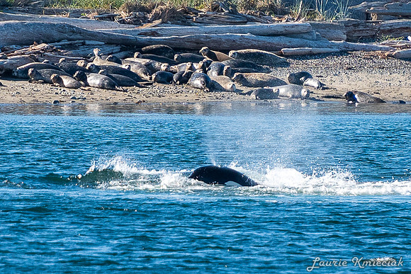 Nwhidby-LAK_5618