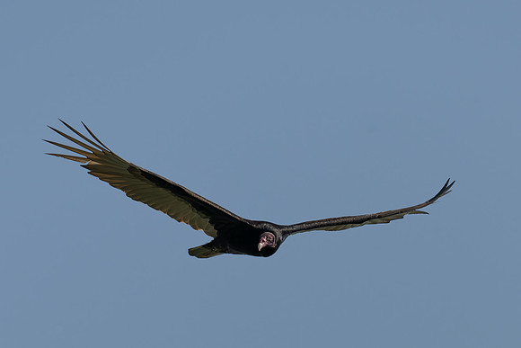 RGV wildlife_MAK2666-Enhanced-NR-2
