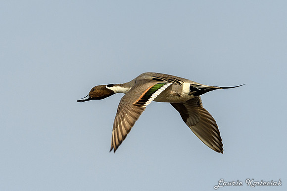 Santa-Ana-NWF-LAK_3963