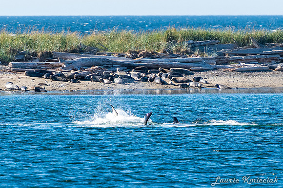 Nwhidby-LAK_5602